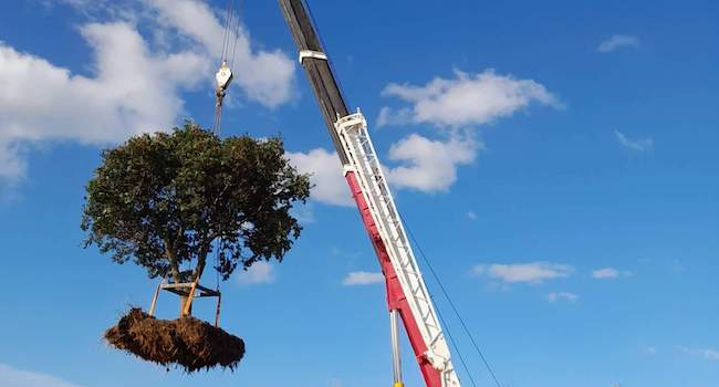 Tree being lifted off a truck by crane